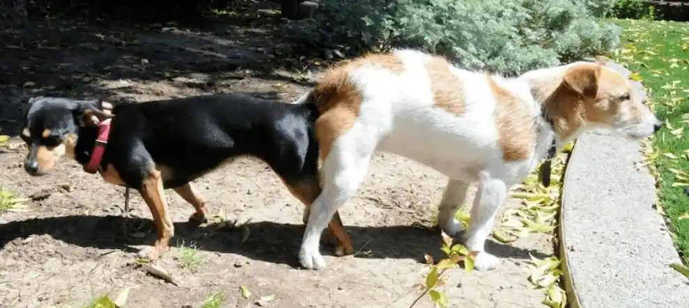 为什么狗总会背靠背连在一起