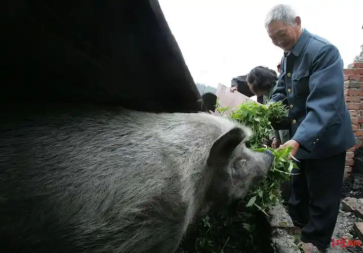全国第一个报道"猪坚强"的记者:它从废墟获救后,两眼竟刷刷流泪,"就像