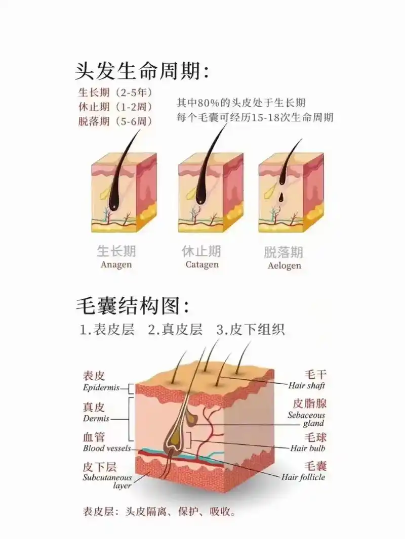 百莲凯科技养发-防脱.#同城精选  为什么说防脱生发需要坚持 - 抖音