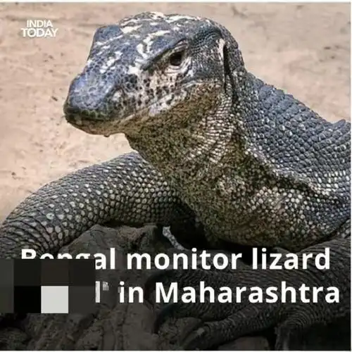 阿三|孟加拉|巴基斯坦|马尔代夫_网易订阅