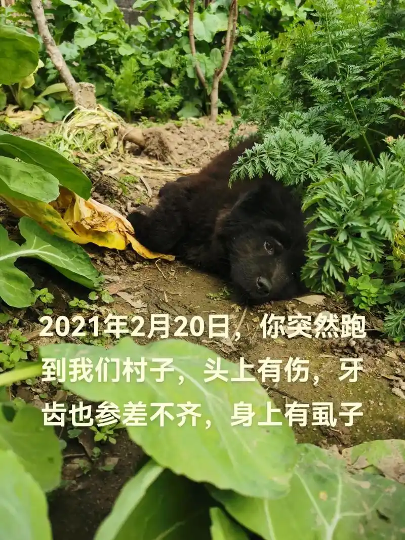 有人说这种狗有屁用.我想说狗不分品种,有什么用,只有养它的人 - 抖音