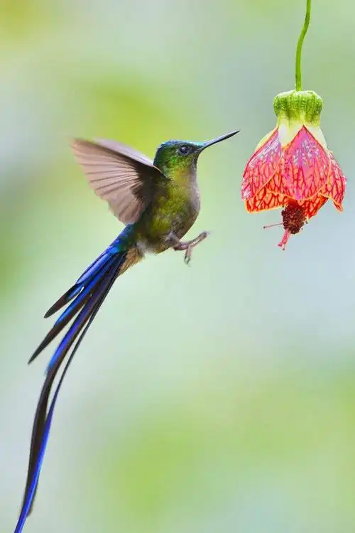 蜂鸟目蜂鸟科长尾蜂鸟属长尾蜂鸟