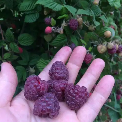 惊艳的紫色树莓glencoe