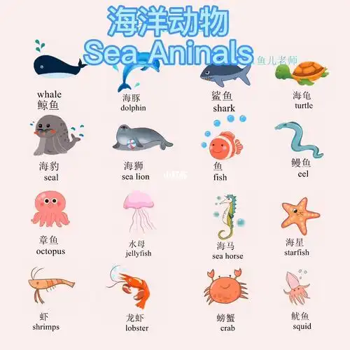 幼少儿英语教学海洋动物都怎么说which