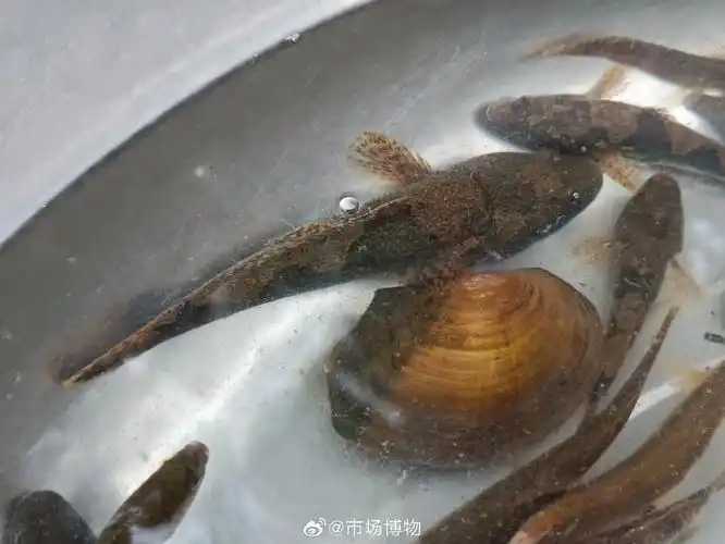 几条塘鳢,个头不大,回去问过老师们,原来是沙塘鳢(正笋壳鱼),第一次见