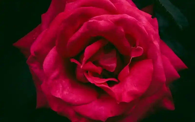 超清绝美红玫瑰图片电脑壁纸