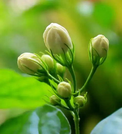 原图欣赏-太平洋摄影部落