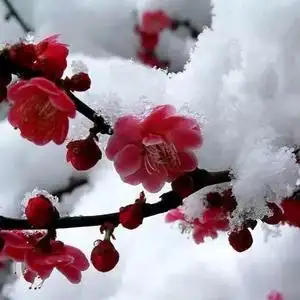 寒梅傲雪拒私聊,拒合拍头像