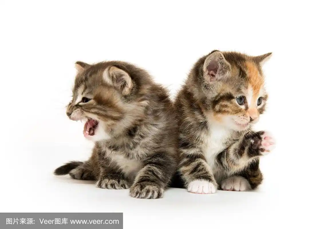 两个可爱的小猫