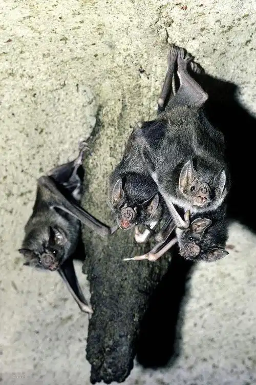 翼手目·吸血蝠科:吸血蝙蝠