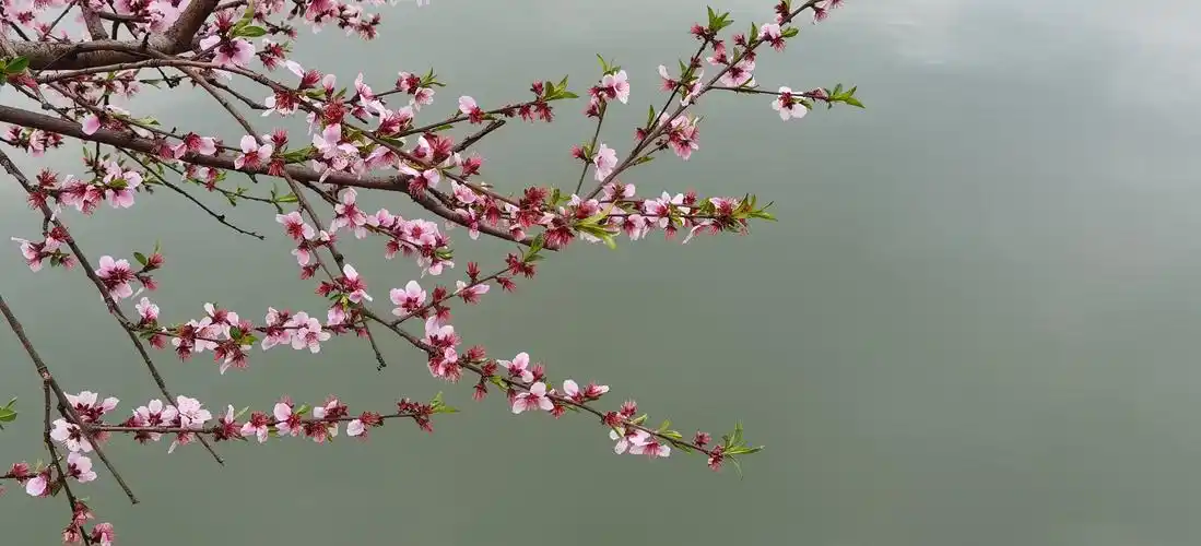 水边桃花