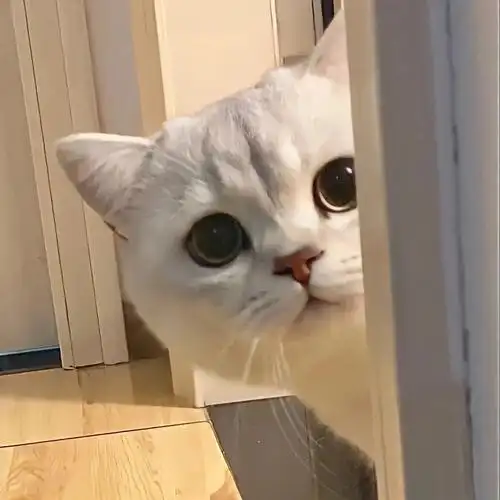 可爱的动物头像