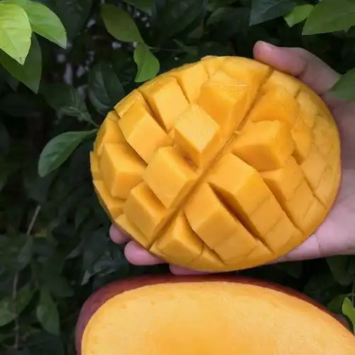 海南芒果红玉玉文芒特大红芒当应季热带新鲜手机保护套