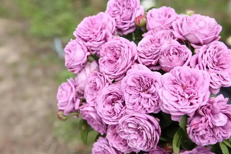 珍贵蓝色月季品种大集合,品种控必入!