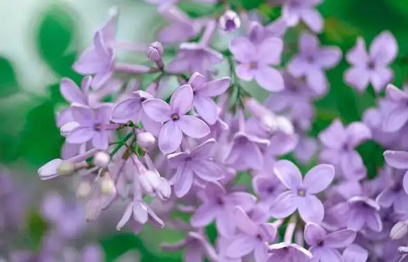 解凌涛 | 丁香花开