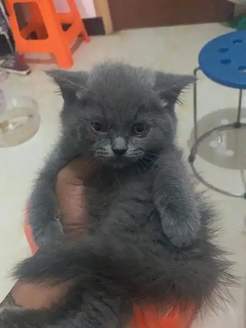 自家生的纯种英短蓝猫 70天可出窝 运费自理 喜欢的可以私聊我 价格