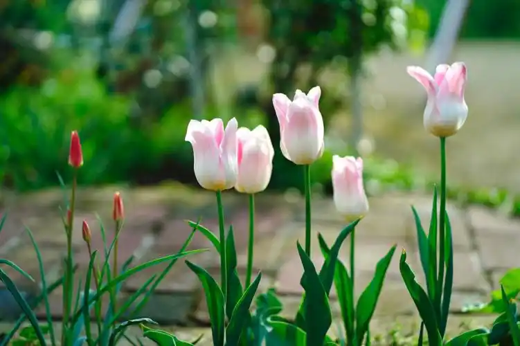 这个品种因为你发扬光大@兔米粒的小视界#ins美图分享  #ins风  #ins