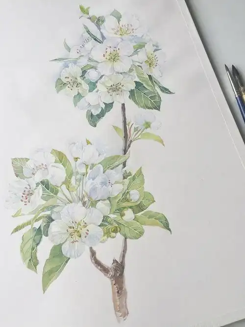 原创作品:梨花一束