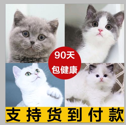 上海猫舍英短幼猫渐层美短加白曼基康矮脚猫曼赤肯猫短腿猫拿破仑