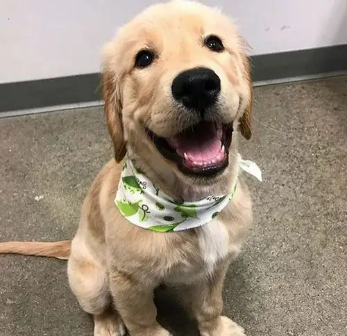 都是能萌化人心的小可爱