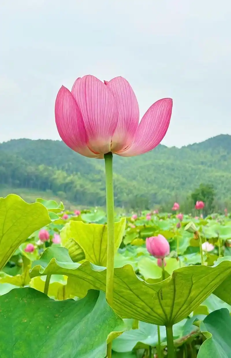 赏莲,重要的是修一份禅心与禅意,心如莲花净,芬芳不染心.