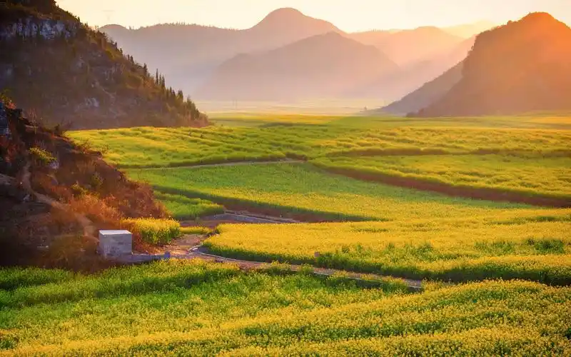 金灿灿油菜花田园风格桌面高清壁纸_风景壁纸_壁纸下载_美桌网
