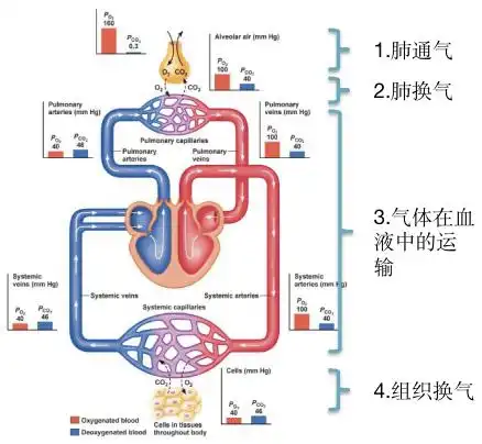 而缺氧一般针对组织而言,只要组织没有用的到足够的氧那么就会导致
