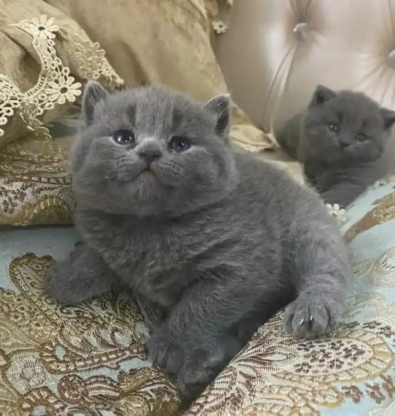 急,急,急出自家繁育英短蓝猫两个多月,会吃猫粮了,健康 - 抖音