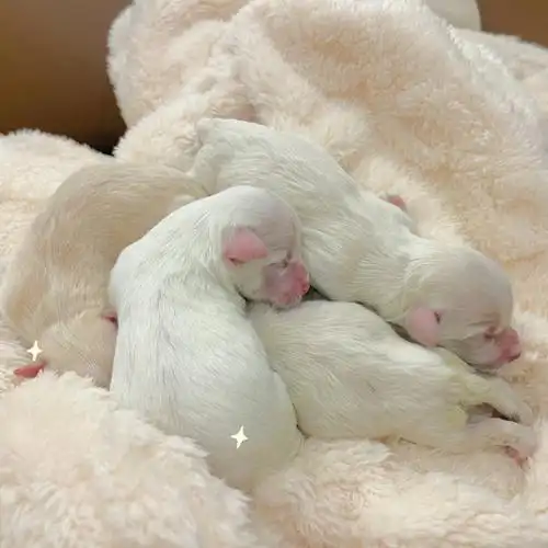 怀孕期间每天坚持带狗狗出去散步非常重要6015早上748:14  破