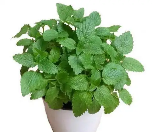 夏天有很多蚊子,这里有些植物可以驱蚊