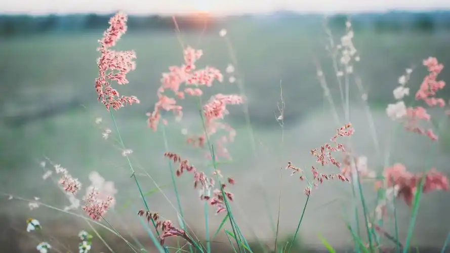 花朵images壁纸【21】(小清新静态壁纸) - 静态壁纸下载 - 元气壁纸