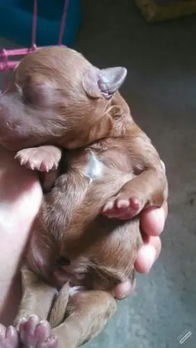 刚出生的小泰迪弟弟接受预定啦