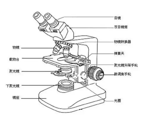 生物显微镜结构与操作方法