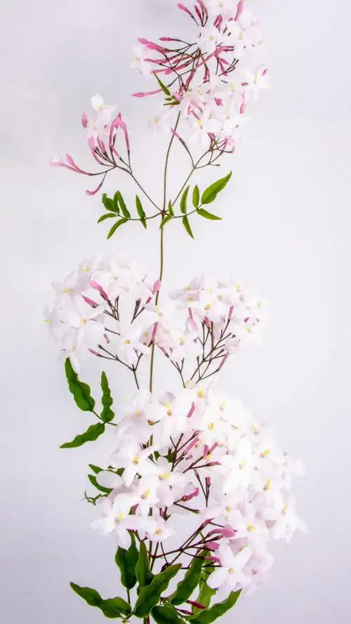 一组精美的清新淡雅的茉莉花,清新,淡雅,茉莉花, 标签:清新淡雅花朵