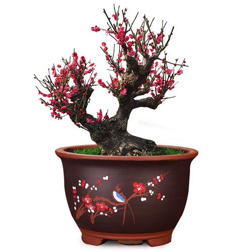 原生红须朱砂梅国旗红大红色红梅骨里红梅花绿梅乌羽玉南北方花卉