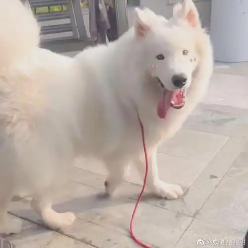 刘耀文分享逗狗视频