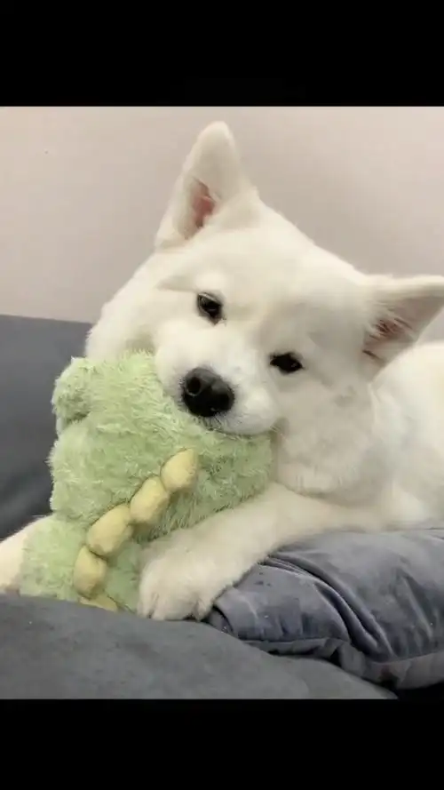 这小狗也太可爱了吧,歪头杀真是迷倒了