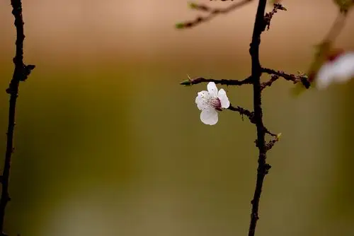 花朵,鲜花,花卉,杏梅,植物花卉杏梅图片 花朵,鲜花,花卉,杏梅