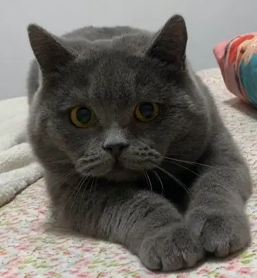 【讨论】被好朋友说蓝猫不好看玻璃心了(所以有人...