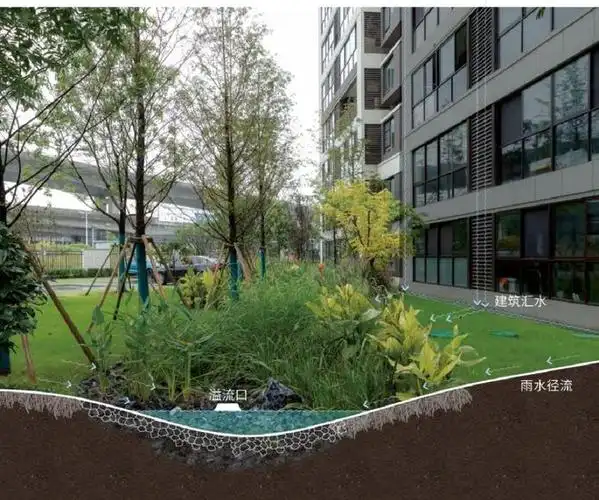 雨水花园|面对全球暴雨,聚焦海绵城市如何发挥"弹性"|植物_网易订阅
