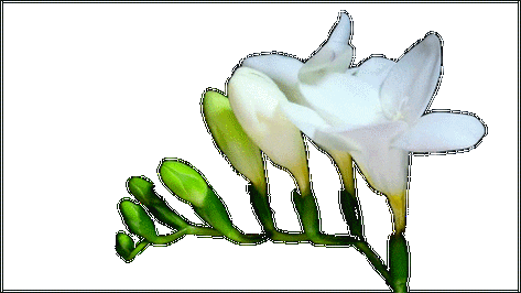 【原创素材】gif格式透明花草素材(新制02)