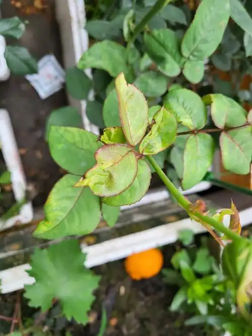 友友们,这个月季是怎么了,叶子一张出来就开始打卷,还发黄,该怎么治啊