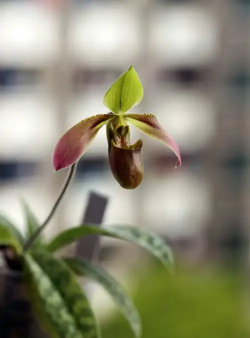 卷萼兜兰paphiopedilumappletonianum兜兰属