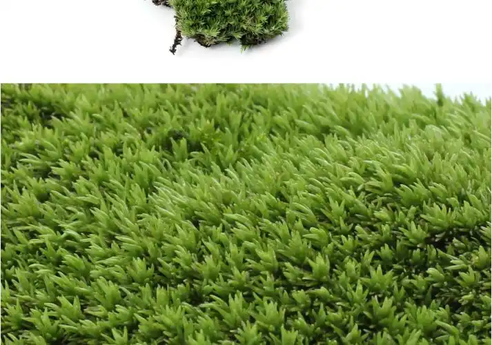 植物苔藓微景观白发干藓趣味盆栽绿植盆景diy材料玻璃瓶造景装饰