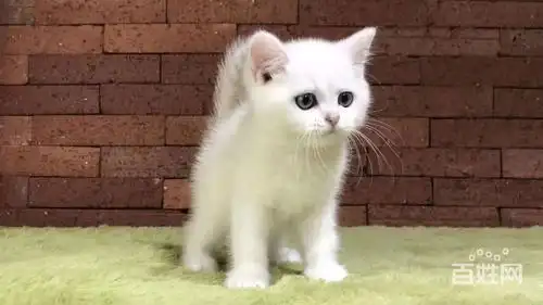 淄博哪里有卖短毛猫 纯白英短花色均匀美短多少钱