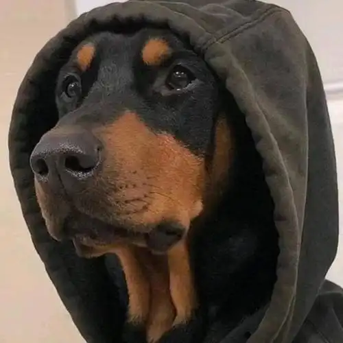 在狗界中,那些长相帅气,又酷的狗狗吸引了很多颜控,像这6种狗狗,可以