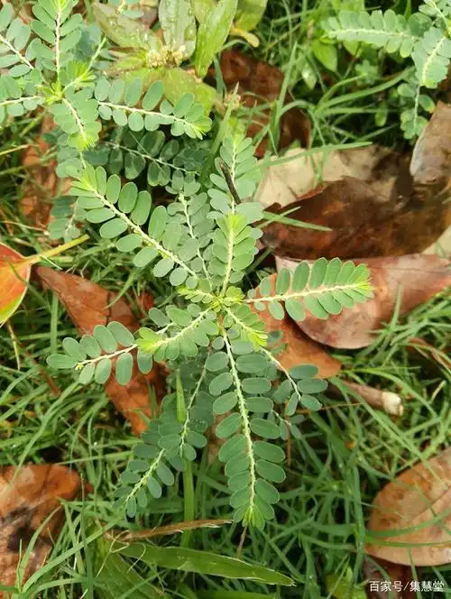 路边一种不起眼的小草竟是一味中药材,能治疗多种疾病