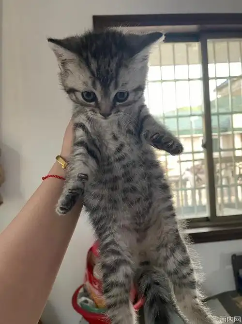 美短蓝猫宝宝找主人