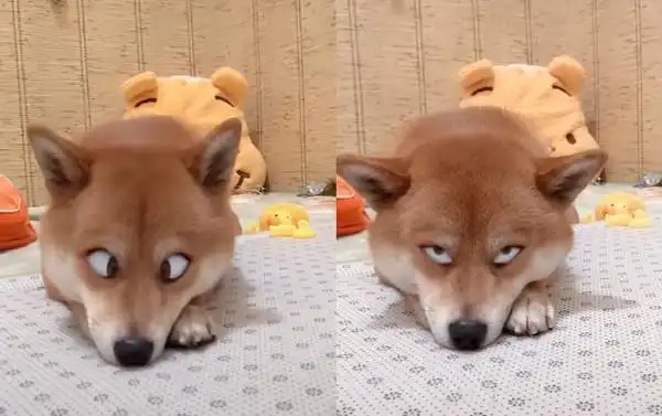 斗鸡眼,死鱼眼难不倒 2千人笑翻:好烦喔!