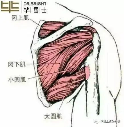 局部肩袖肌群评估 外旋肌主动收缩疼痛,代表冈下肌小圆肌损伤,做动作